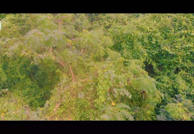The brown-footed langur of Phong Nha - Ke Bang