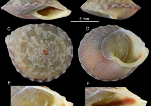 Phát hiện loài ốc cạn mới cho khoa học tại Vườn Quốc gia Phong Nha-Kẻ Bàng