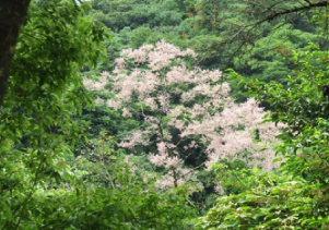 Ngắm hoa Ngô đồng tại Vườn quốc gia Phong Nha – Kẻ Bàng