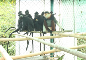 Nhà họ khỉ ở Phong Nha – Kẻ Bàng