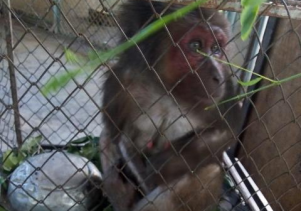 Người dân tự nguyện giao nộp động vật hoang dã