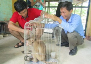 Tiếp nhận và cứu hộ khỉ đuôi lợn từ người dân
