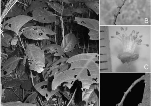 Công bố một loài thực vật mới cho khoa học tại VQG Phong Nha – Kẻ Bàng