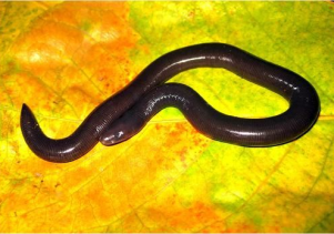 Phát hiện và công bố loài Ếch giun mới cho khoa học tại VQG Phong Nha – Kẻ Bàng