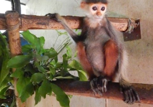 Người dân tự nguyện giao nộp động vật hoang dã quý hiếm để cứu hộ