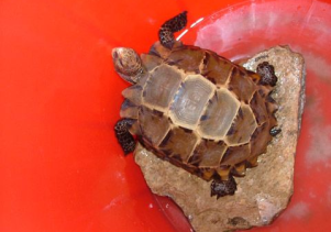 Tiếp nhận và nuôi dưỡng cá thể rùa quý hiếm