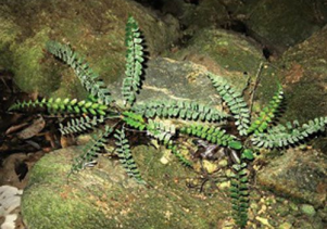 Dương xỉ Polystichum quangbinhense – loài mới cho khoa học