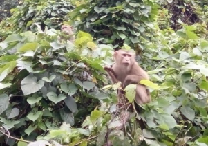 Thả động vật rừng về môi trường tự nhiên