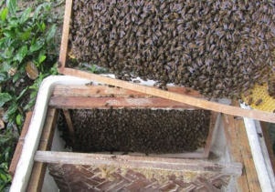 Phong Nha – Kẻ Bàng: Mô hình nuôi ong mật hữu cơ dưới tán rừng tự nhiên