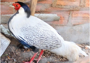 Trung tâm Cứu hộ, bảo tồn và Phát triển sinh vật: Tiếp nhận và cứu hộ cá thể động vật hoang dã quý hiếm