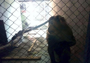 Rescuing one individual of primate to release back into the wild