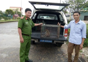 Tiếp nhận cá thể động vật hoang dã quý hiếm để cứu hộ