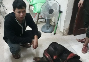 Khởi tố vụ án hình sự về hành vi “vi phạm quy định về bảo vệ động vật nguy cấp, quý, hiếm”