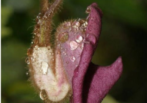 Vườn Quốc gia Phong Nha – Kẻ Bàng: Phát hiện nhiều loài mới cho khoa học