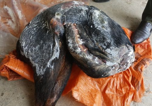 Hạt Kiểm lâm VQG Phong Nha – Kẻ Bàng: Khởi tố vụ án hình sự vi phạm quy định về bảo vệ động vật nguy cấp, quý, hiếm