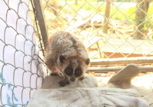 Tiếp nhận thú Linh trưởng nguy cấp, quý, hiếm để cứu hộ và thả về môi trường tự nhiên