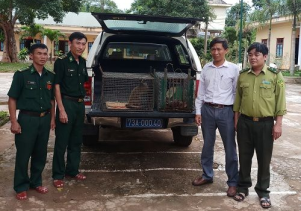 Chuyển giao động vật hoang dã quý hiếm để cứu hộ và thả về môi trường tự nhiên