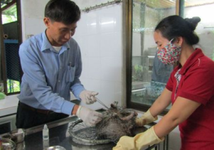 Trung tâm Cứu hộ, Bảo tồn và Phát triển sinh vật – Địa chỉ tin cậy trong công tác cứu hộ và bảo tồn động vật hoang dã
