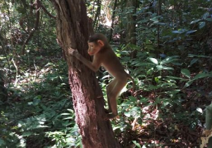 Vườn quốc gia Phong Nha – Kẻ Bàng: Thả động vật hoang dã về với môi trường tự nhiên