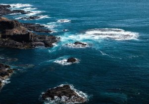 Impacts of Coastal Traffic Wild Animals Habitats