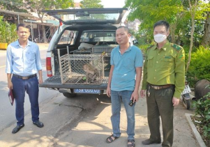 Tiếp nhận, chăm sóc 03 cá thể Khỉ nguy cấp quý hiếm từ người dân