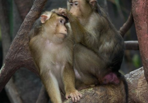 Các loài họ khỉ Cựu thế giới