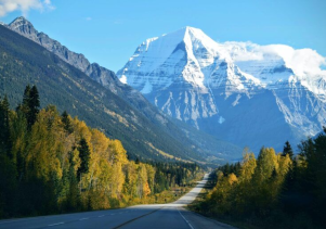 Deep Into Forest with a Success