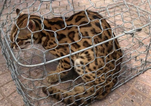 Tiếp nhận 01 cá thể Mèo rừng quý hiếm