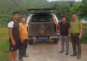 Trung tâm Cứu hộ, bảo tồn và Phát triển sinh vật phối hợp với Hạt kiểm lâm huyện Bố Trạch tiếp nhận động vật do người dân tự nguyện giao nộp