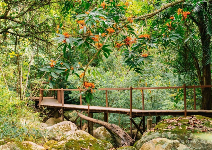 Mùa hoa Vàng Anh bung nở gữa núi rừng di sản