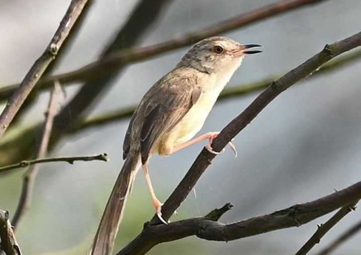 Ghi nhận bổ sung 4 loài chim tại tỉnh Quảng Bình (cũ) từ kết quả nhiệm vụ KH&amp;CN cấp tỉnh