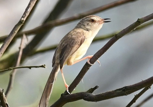 Ghi nhận bổ sung 4 loài chim tại tỉnh Quảng Bình (cũ) từ kết quả nhiệm vụ KH&amp;CN cấp tỉnh