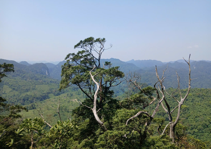 Ban quản lý Vườn quốc gia Phong Nha - Kẻ Bàng ban hành Phương án quản lý, bảo vệ quần thể Bách xanh núi đá