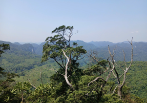 Ban quản lý Vườn quốc gia Phong Nha - Kẻ Bàng ban hành Phương án quản lý, bảo vệ quần thể Bách xanh núi đá