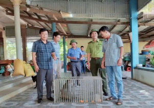 Tiếp nhận Khỉ vàng do UBND xã Quảng Trạch bàn giao để cứu hộ