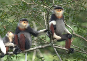 Hoạt động cứu hộ