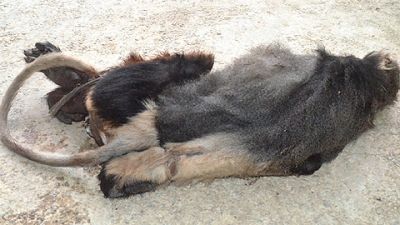 A dog lying on its back Description automatically generated