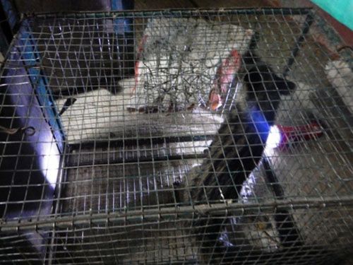 A cage with a cat inside

Description automatically generated