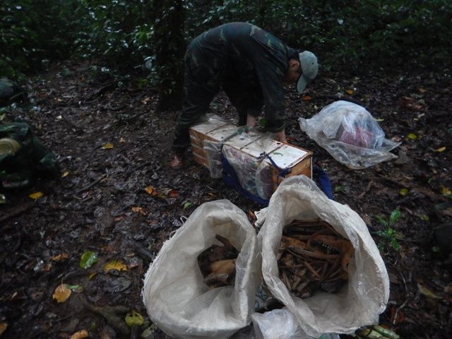 A person picking up wood in the woods

Description automatically generated
