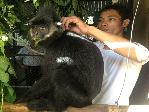 A person petting a monkey
Description automatically generated