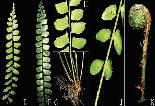 A collage of different types of plants
Description automatically generated