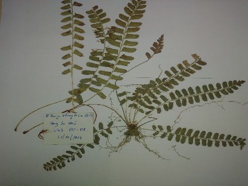 A plant with a tag on it
Description automatically generated