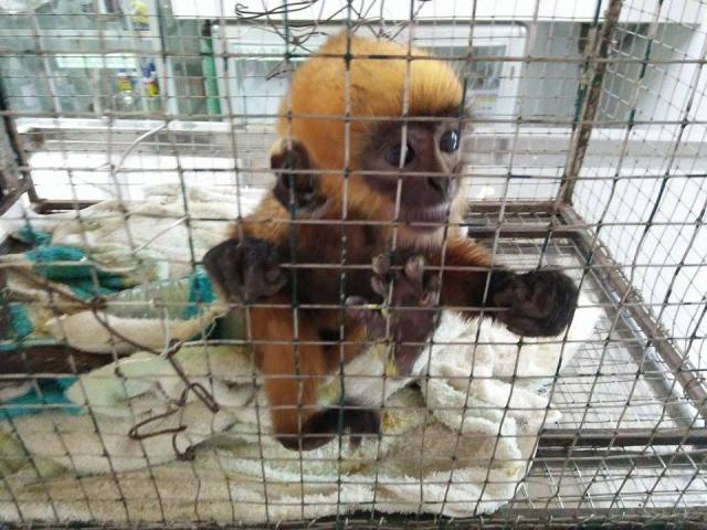 A monkey in a cage
Description automatically generated