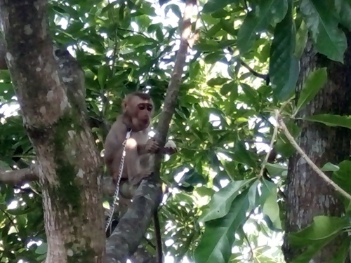 A monkey in a tree Description automatically generated