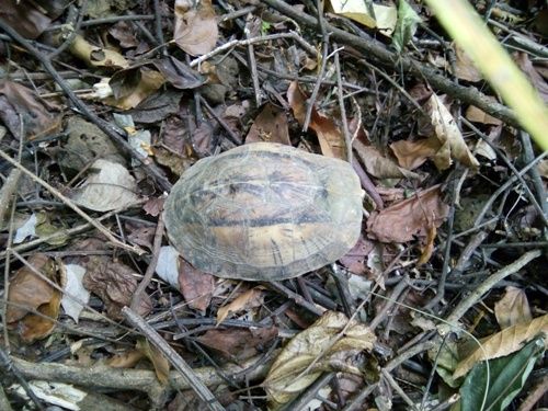 A turtle on the ground

Description automatically generated