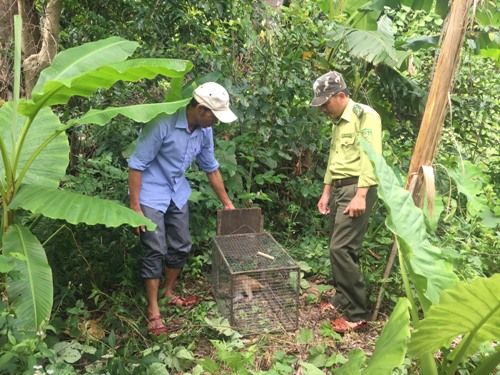 Men looking at a cage in the middle of a jungle

Description automatically generated