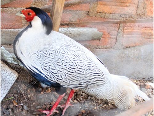 A white bird with black head and red beak
Description automatically generated