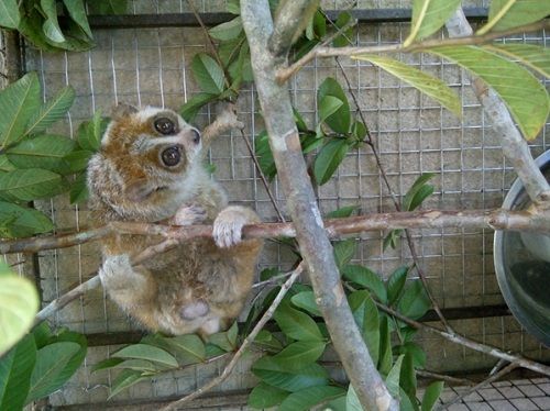 A small animal on a tree branch

Description automatically generated