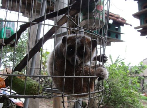 A small animal in a cage

Description automatically generated