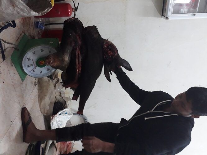 A person holding a animal on a scale

Description automatically generated